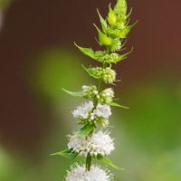 綠色小清新頭像好看的綠色護眼小清新花花草草頭像圖片