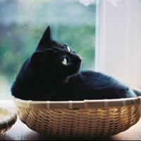 高冷孤独黑猫头像诡异的黑猫个性头像图片