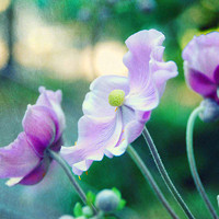 小清新头像 花草 真实图片