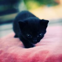 唯美猫咪头像 可爱的猫咪头像唯美图片大全_动物头像