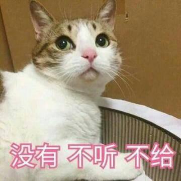 qq头像猫咪带字高清可爱的猫咪带字头像图片