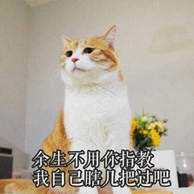 qq头像猫咪带字高清可爱的猫咪带字头像图片