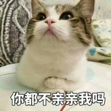 qq头像猫咪带字高清可爱的猫咪带字头像图片