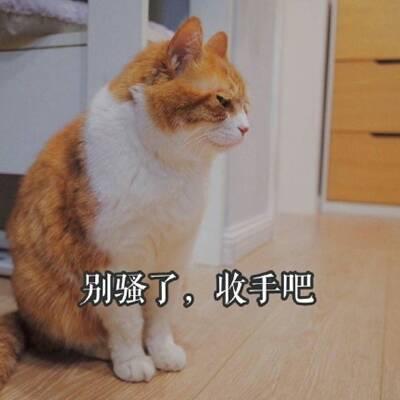 qq头像猫咪带字 高清可爱的猫咪带字头像图片