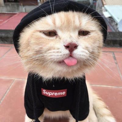 适合做头像的搞怪猫咪高清可爱搞笑猫咪头像图片