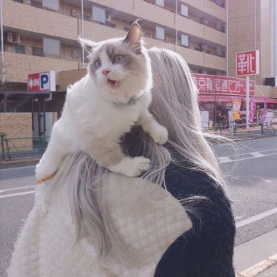 抱猫女头像高清 好看可爱的女生抱猫头像高清图片 女生头像 美头网