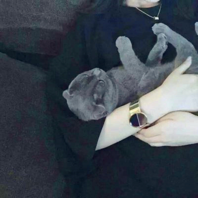抱猫的帅气男头像高清好看帅气抱着猫的男生头像图片