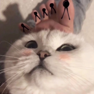 两只猫咪图片情侣头像 高清超萌的可爱猫咪情侣头像两