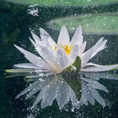 春天最美风景头像高清唯美好看的微信头像春天风景花草