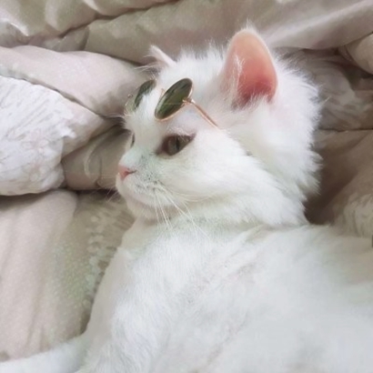 超可爱的情侣猫咪头像高清可爱的抖音猫咪情侣头像图片