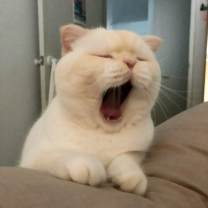 两个猫咪的情头 高清可爱的情侣头像猫咪萌两张图片