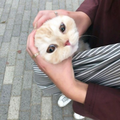 两个猫咪的情头 高清可爱的情侣头像猫咪萌两张图片