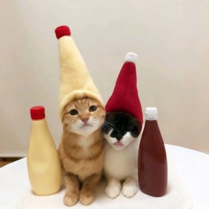 两个猫咪的情头 高清可爱的情侣头像猫咪萌两张图片