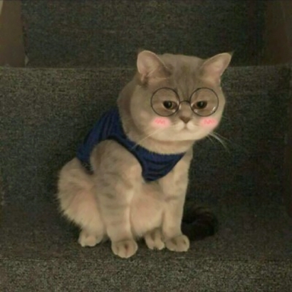 两个猫咪的情头 高清可爱的情侣头像猫咪萌两张图片