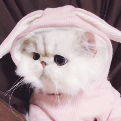 情头猫 高清可爱超萌的猫咪cp头像图片_情侣头像_美头