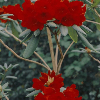 抖音头像花朵高清静物实物照片花头像图片