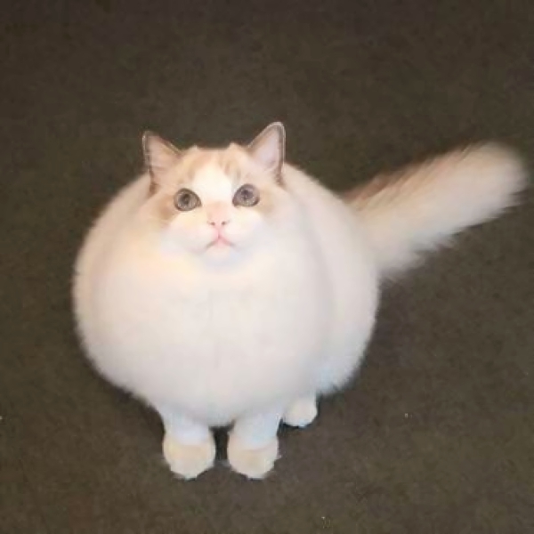 超高清可爱猫猫头像精选好看呆萌可爱的猫咪头像图片