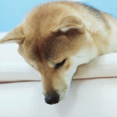 猫狗cp头像情侣 高清可爱搞怪的猫狗情侣头像一左一右