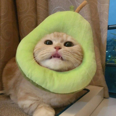 微信头像可爱猫咪 高清超萌好看的高清微信猫咪头像图片_动物头像_美