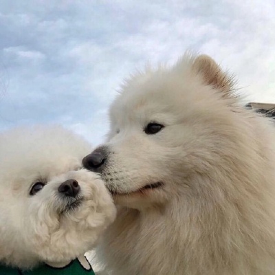 小動物頭像可愛真實高清很萌的小動物微信頭像圖片