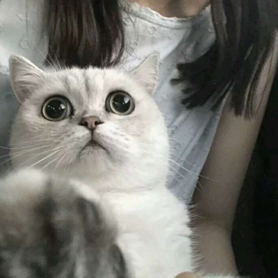 女生带猫咪头像高清有爱的少女和猫咪头像图片