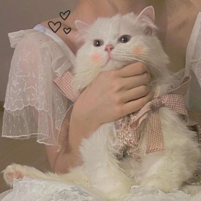 一个人抱着猫的头像,高清不露脸女生手里抱着猫的照片