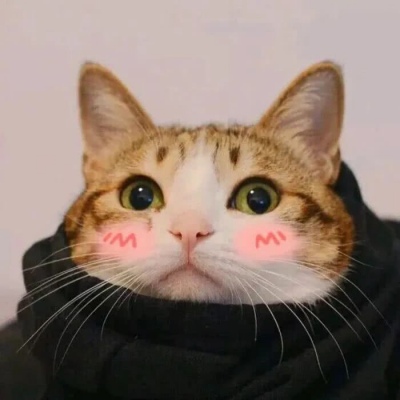 猫咪情侣头像可爱最火的抖音两猫情侣头像图片