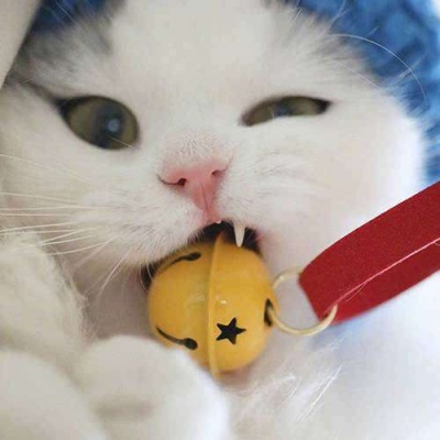 超可爱的小猫头像高清可爱的萌宠小猫头像图片