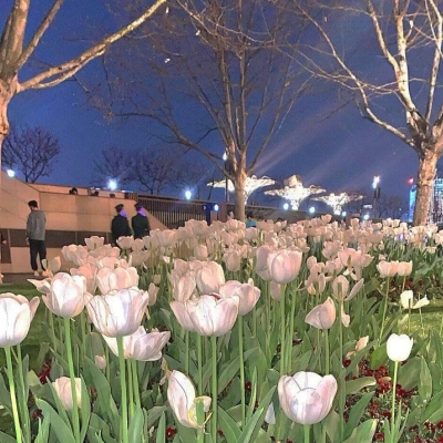 唯美花朵背景圖片頭像高清唯美花朵朋友圈背景圖片頭像