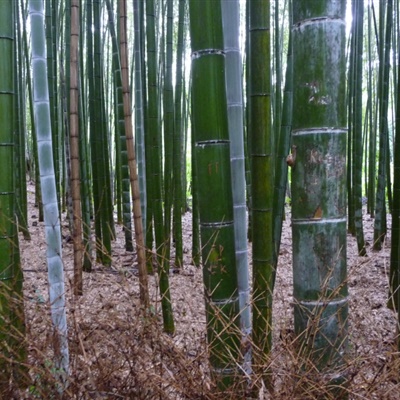 碧綠的山水竹林清幽高清圖片_風景頭像_美頭網