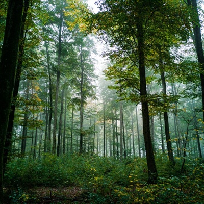 唯美意境森林风景美图 森林唯美高清图片_风景头像_美头网