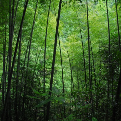 碧綠的山水竹林清幽高清圖片_風景頭像_美頭網