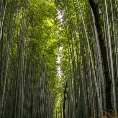 碧绿的山水竹林清幽高清图片