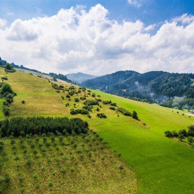 大自然綠草地風景淺綠色的風景草地圖片