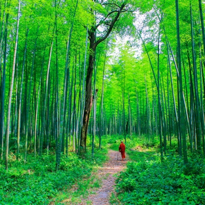 碧绿的山水竹林清幽高清图片