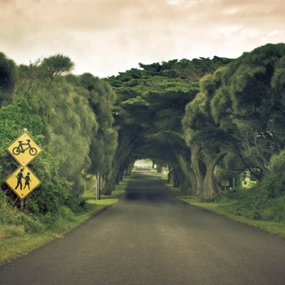 林间小路风景高清头像森林小路的清新感