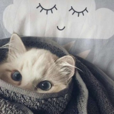 超萌猫咪情侣头像一对两张 可爱猫咪头像大全